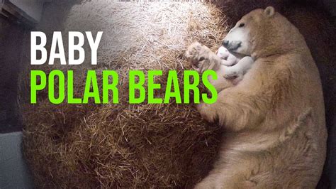 The Toledo Zoo Announces the Birth of Twin Polar Bear Cubs - YouTube