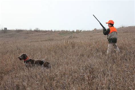 Pheasant hunting season: More birds for those who know where to look ...