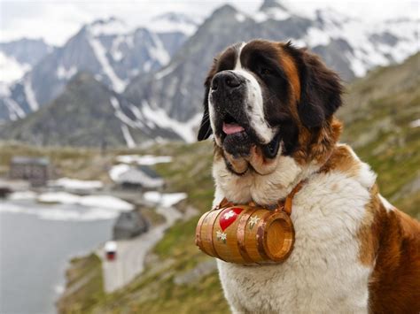 wallpaper saint bernard, dog, muzzle, barrel HD : Widescreen : High ...