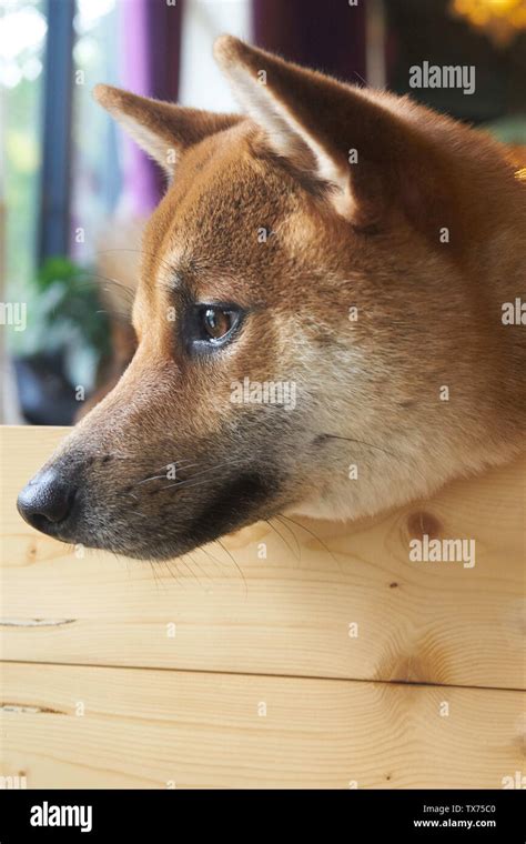 The dog on the run Stock Photo - Alamy