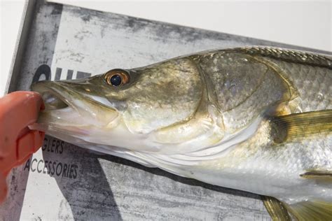 Common Snook: New Predators in the Nature Coast! - UF/IFAS Nature Coast ...