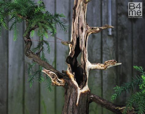 Cryptomeria japonica/ Japanese Cedar Bonsai – Bonsai 4 Me