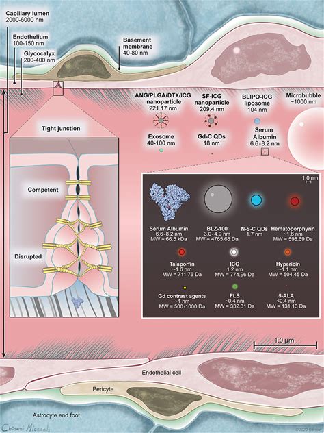 Frontiers | Blood-Brain Barrier, Blood-Brain Tumor Barrier, and Fluorescence-Guided ...