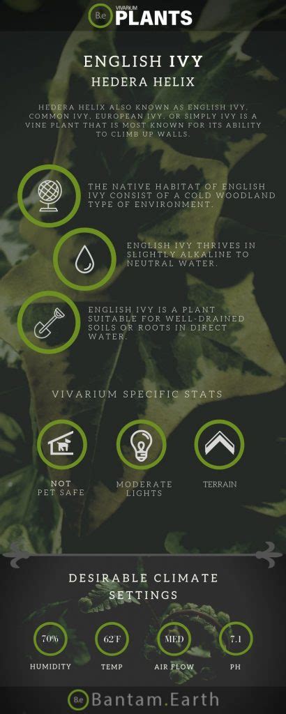 Hedera Helix "English Ivy" Care Guide | Vivarium Plants