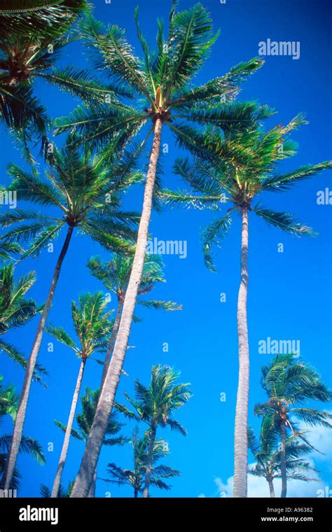 Coconut trees Kaneohe Bay Oahu Hawaii N Pacific Stock Photo - Alamy