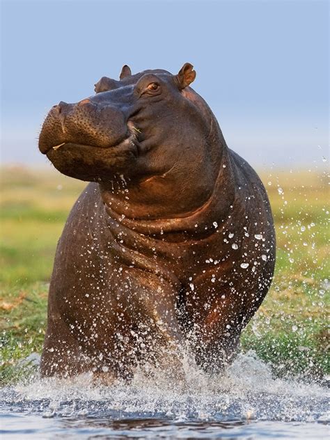 Hippopotamus The Amazing Facts About The River Horse!!, 50% OFF