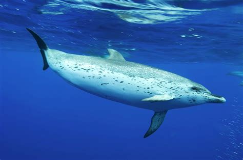 Atlantic Spotted Dolphin Photograph by Christopher Swann/science Photo Library - Fine Art America