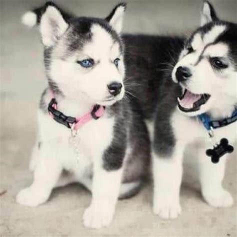 Owning a Mini Husky 101 | A Complete Guide to Miniature Huskies ...