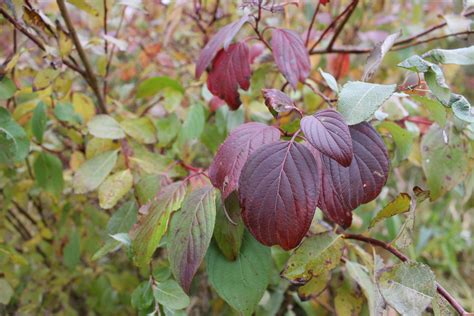 Autumn Leaves Closeup Free Stock Photo - Public Domain Pictures