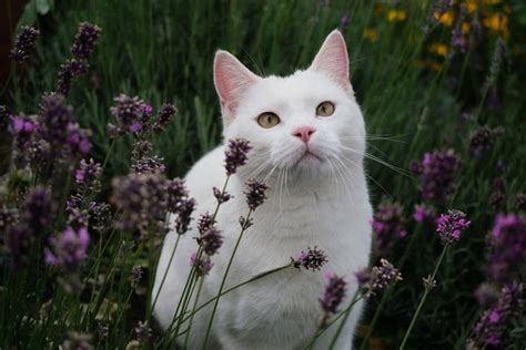 Lavender: A Mediterranean Herb that Calms Cats | Munchiecat