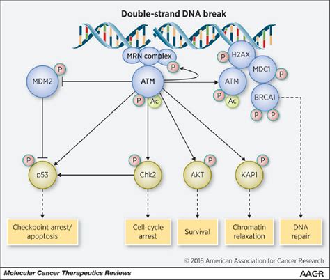 Figure 1 from ATM Mutations in Cancer: Therapeutic Implications ...