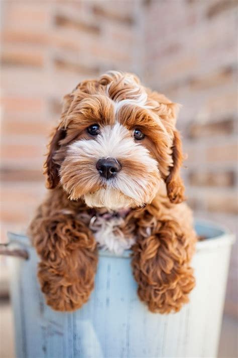 67 best Cockapoo Puppies! images on Pinterest | Goldendoodle, Goldendoodles and Cockapoo puppies ...