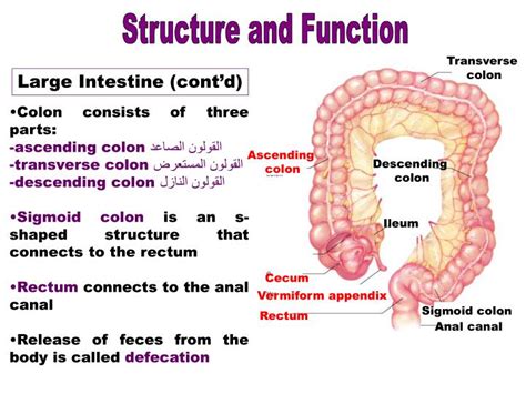 PPT - Digestive system PowerPoint Presentation - ID:2988463