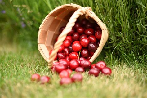 Cherry Farm Near El Paso Ready for Cherry Pickers