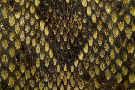 Premium Photo | Close up real viper snake skin for animal pattern ...