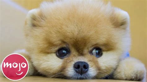 Top 20 Dog Breeds That Have the CUTEST Puppies - YouTube