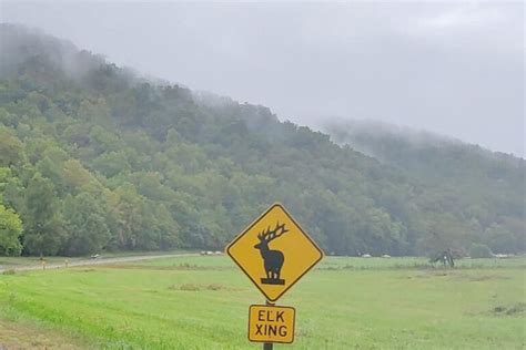 ELK at Oconaluftee Visitor Center?! (September!) ⛰ Where to see elk in Smoky Mountains NC 🦌⛰🐻 ...