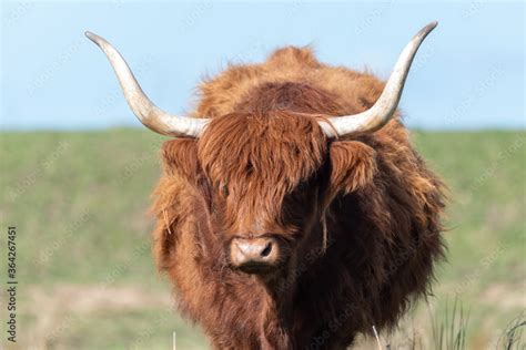 scottish highland cow with big horns on a summers day Stock Photo | Adobe Stock