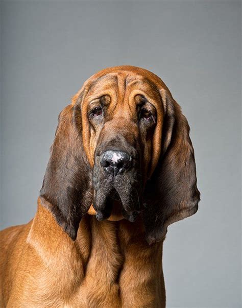 Bloodhound Dog Breed Information & Characteristics | Bloodhound dogs, Dog breeds pictures, Dog ...