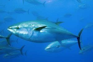 Southern Bluefin Tuna – Thunnus maccoyii | Facts About Animals