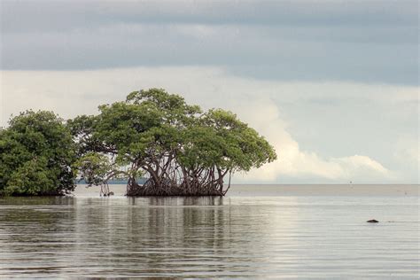 The Demise of Belize’s Bird Island and Efforts to Save it