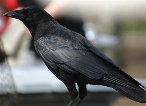 A Fortress of Fur: Don't Discriminate Crows - They're Awesome Birds