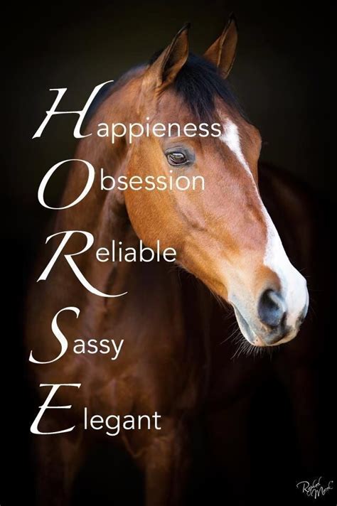 True Meaning of Horse | Horse riding quotes, Funny horse pictures, Horses