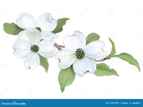 White Dogwood (Cornus Florida). Stock Vector - Illustration of dogwood, pristine: 71916797