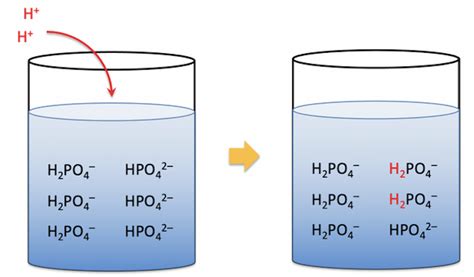 What is a Buffer Solution? | Chemistry | ChemTalk