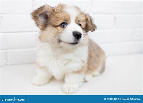 Small Cute Puppy Dog Is Looking Up. Studio Shot Of An Adorable F Stock Photo - Image of portrait ...