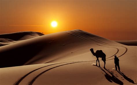 Desert Camel Wallpapers - Top Free Desert Camel Backgrounds - WallpaperAccess