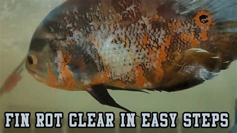 Oscar Fish Fin Rot Treatment | No Medicine Required | Easy & Basic ...