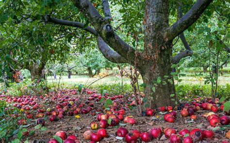 Apple Tree Wallpaper (53+ pictures) - WallpaperSet