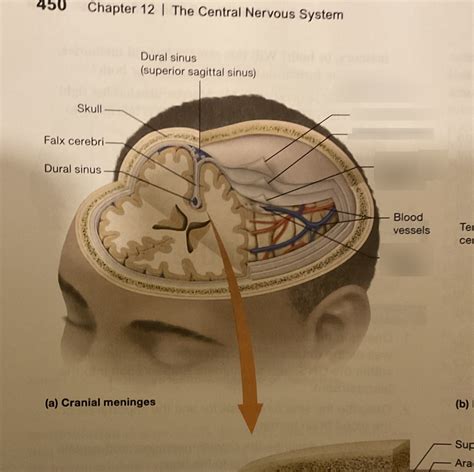 Diagram of CRANIAL MENINGES | Quizlet