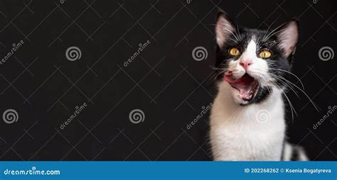 Portrait of a Funny Black and White Cat Stock Photo - Image of black ...