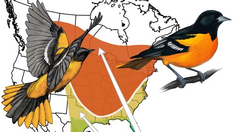 The Evolution of Bird Migration | All About Birds All About Birds