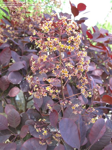 PlantFiles Pictures: Cotinus, European Smoketree, Purple Smoke Tree 'Royal Purple' (Cotinus ...