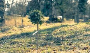 How to Get Rid of Tree Saplings in Lawn? Types of Tree Saplings