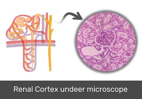 Renal cortex histology and labeled diagram | GetBodySmart