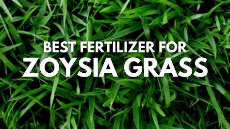 Best fertilizer for zoysia grass 2023 And Buyers Guide