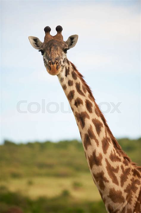 giraffe, south, africa | Stock image | Colourbox