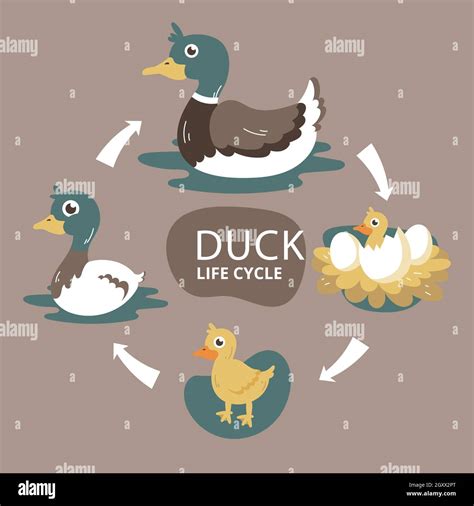 Hand drawn duck life cycle Vector illustration Stock Vector Image & Art - Alamy