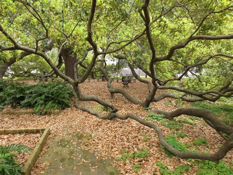 Remarkable Trees of Texas: THE MOST BEAUTIFUL TREE IN DOWNTOWN HOUSTON