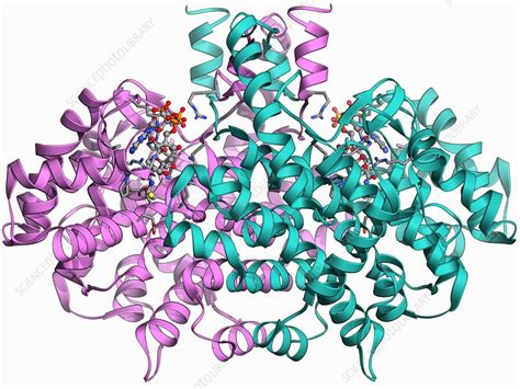 Citrate synthase molecule - Stock Image - F006/9573 - Science Photo Library