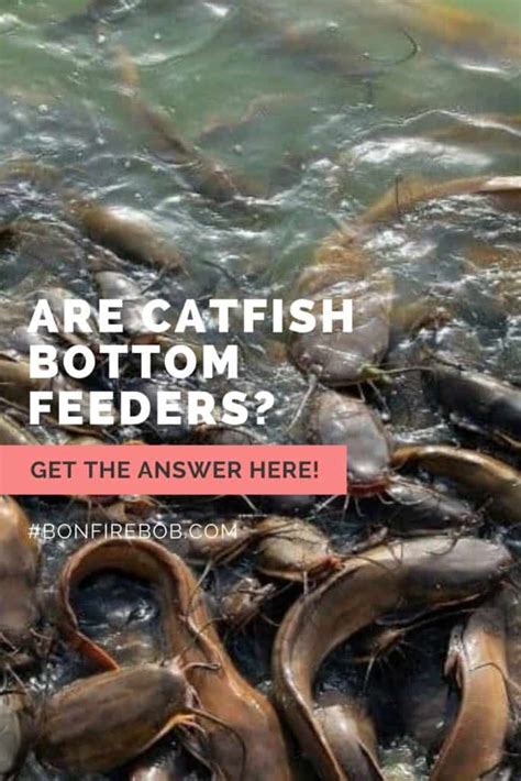 Are Catfish Bottom Feeders? All You Need to Know – BonfireBob