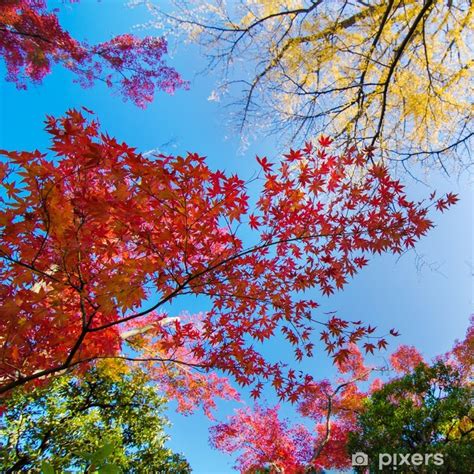 Sticker Fond coloré de la feuille d'érable à l'automne - PIXERS.FR