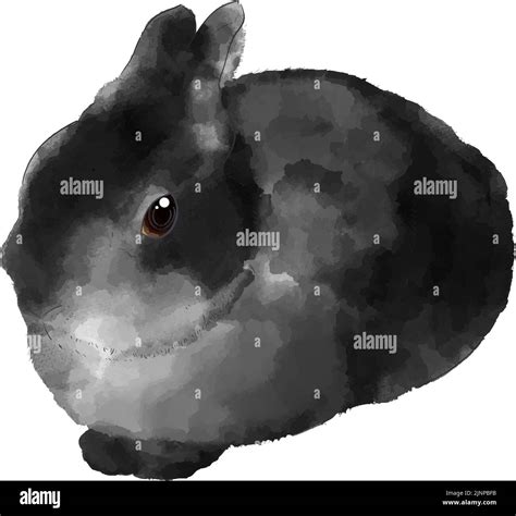 Netherland dwarf rabbit black white Banque d'images vectorielles - Alamy
