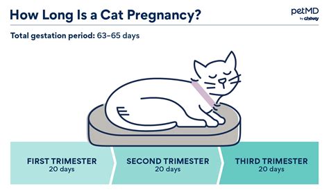 Cat Pregnancy Sign – asnachicago