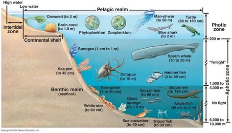 Image result for ocean biome characteristics | Ocean zones, Continental shelf, Pelagic zone