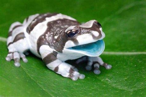 La Grenouille lait (Trachycephalus resinifictrix) doit son petit nom à son moyen de défense ...